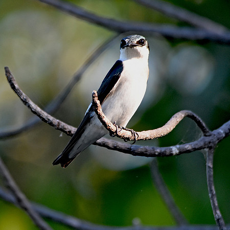 Mangrove swallow