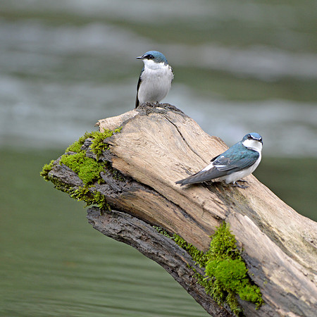 Mangrove swallows