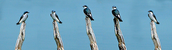 Mangrove swallows