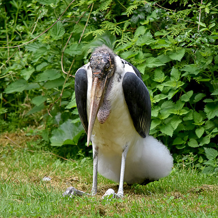 Marabou stork