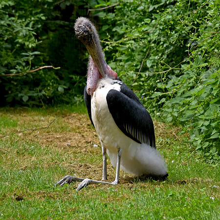 Marabou stork