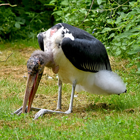 Marabou stork