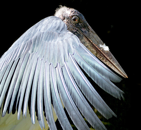 Marabou stork