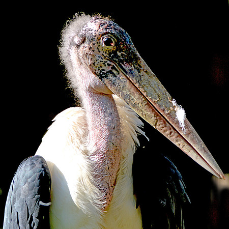 Marabou stork