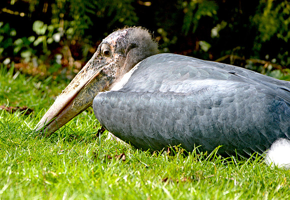 Marabou stork