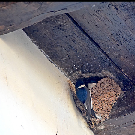 House martin nest
