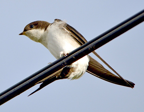 House martin