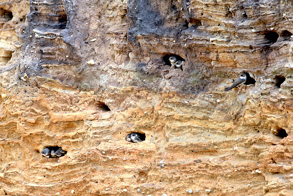 Sand martin