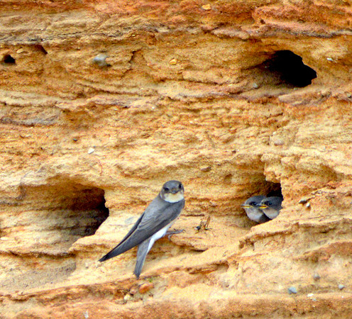 Sand martin