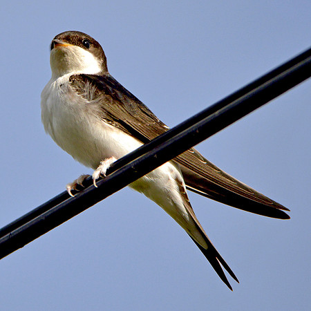 House martin