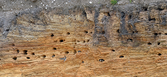 Sand martin