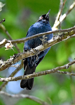 Masked flowerpiercer