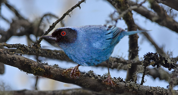 Masked flowerpiercer