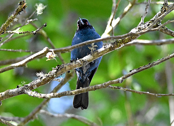 Masked flowerpiercer