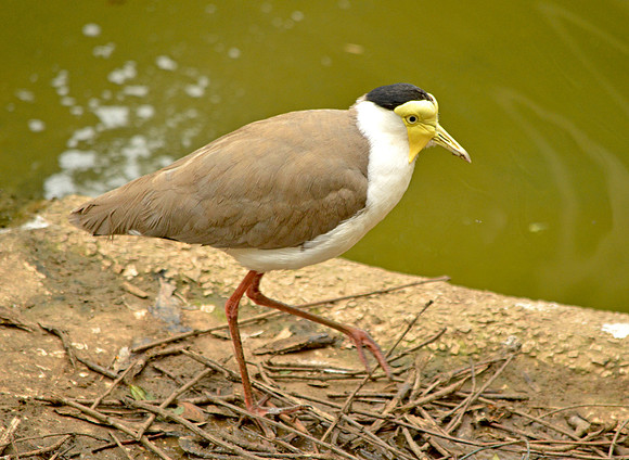 Masked plover / masked lapwing