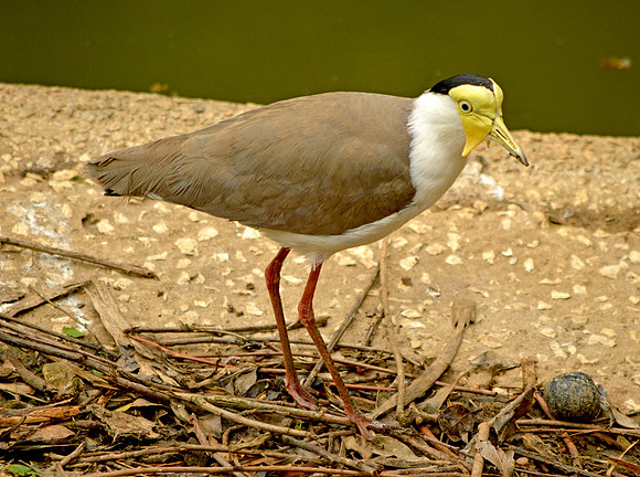 Masked plover / masked lapwing