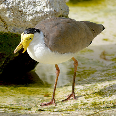 Masked plover / masked lapwing