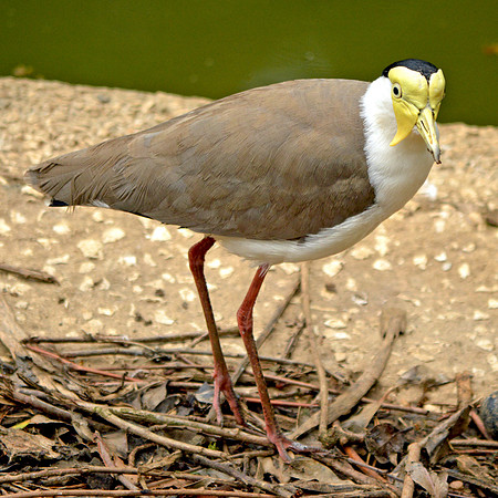 Masked plover / masked lapwing