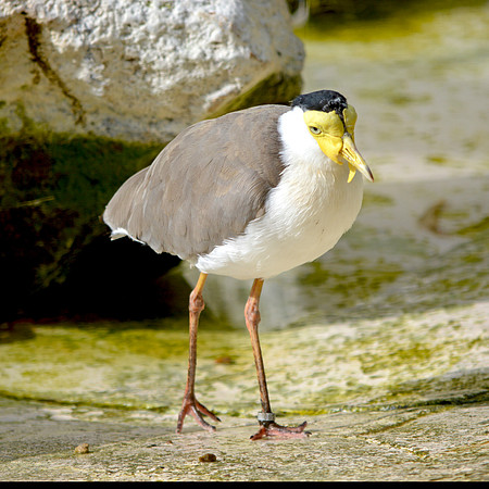 Masked plover / masked lapwing