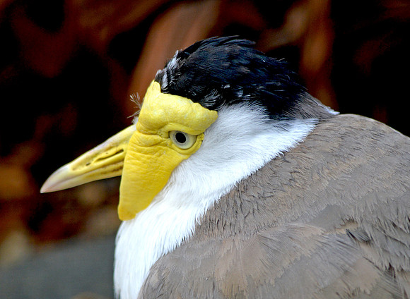 Masked plover / masked lapwing
