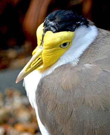Masked plover / masked lapwing