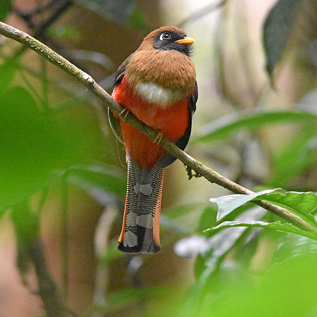 Masked trogon