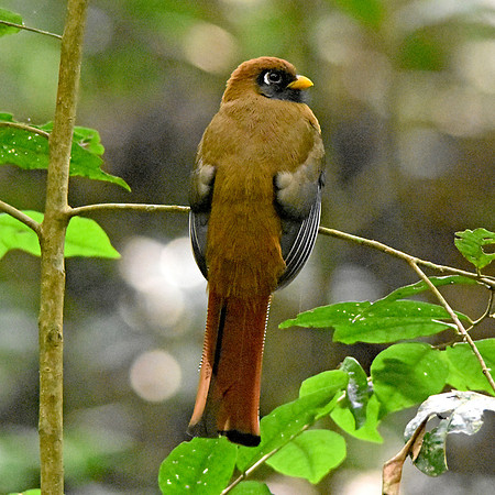 Masked trogon