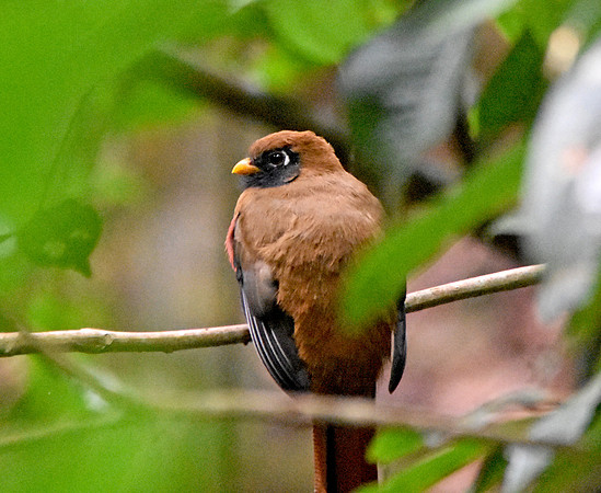 Masked trogon
