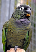 Maximillian pionus parrot