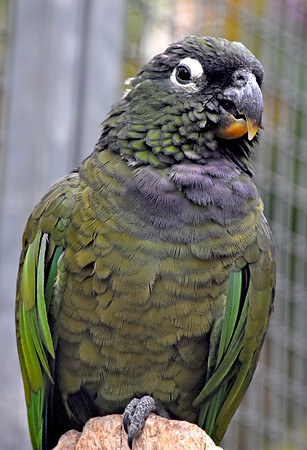 Maximillian pionus parrot