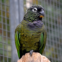 Maximillian pionus parrot