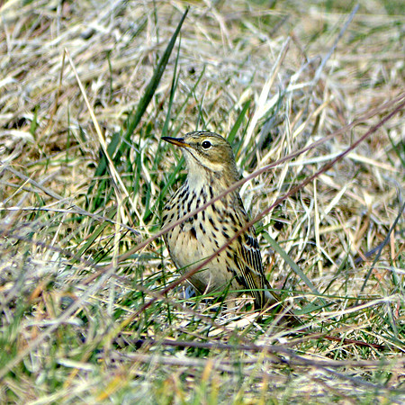 Meadow pipit