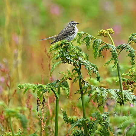 Meadow pipit