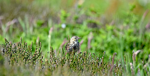 Meadow pipit