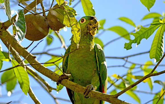 Mealy parrot