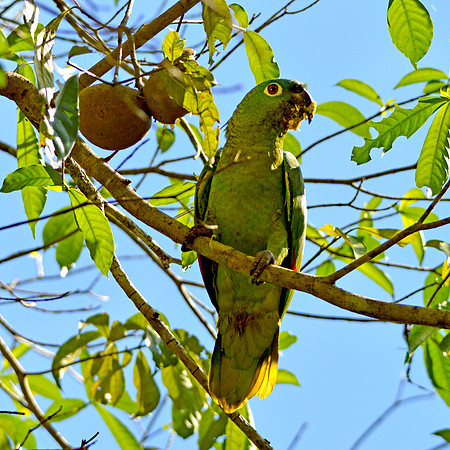 Mealy parrot