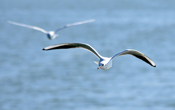 Mediterranean gull