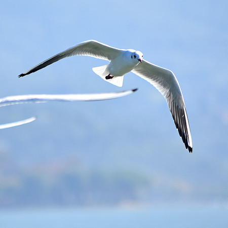 Mediterranean gull