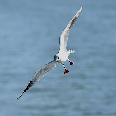 Mediterranean gull