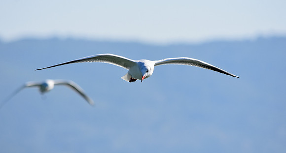 Mediterranean gull