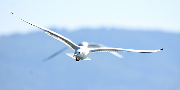 Mediterranean gull