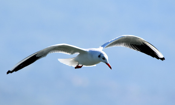 Mediterranean gull