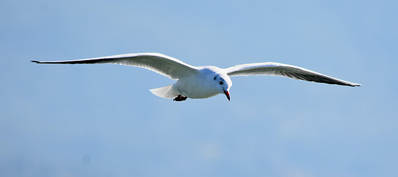 Mediterranean gull