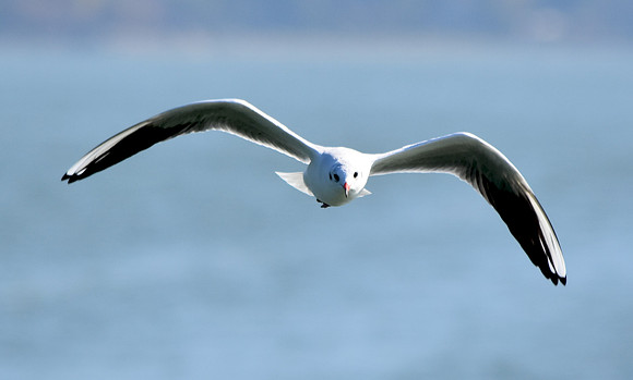 Mediterranean gull
