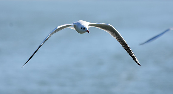 Mediterranean gull