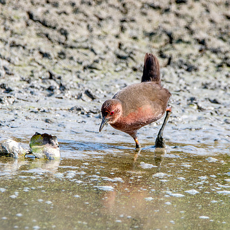 Ruddy breasted crake