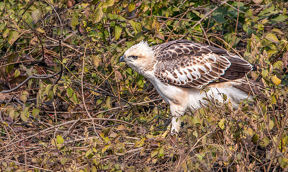 Changeable hawk eagle