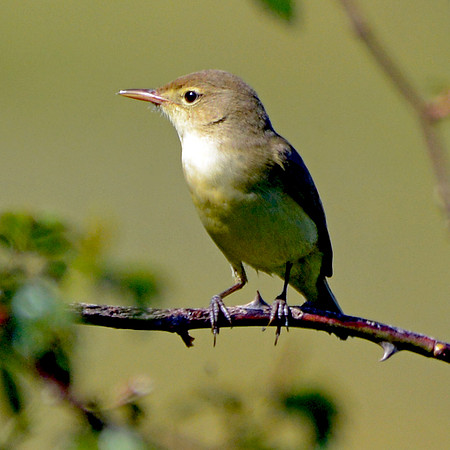 Melodious warbler