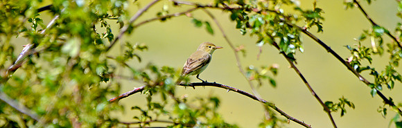 Melodious warbler