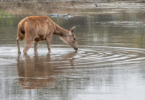 Sambar deer, female